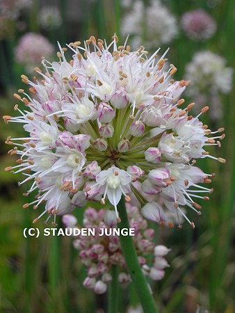 Allium suaveolens - Wohlriechender Lauch