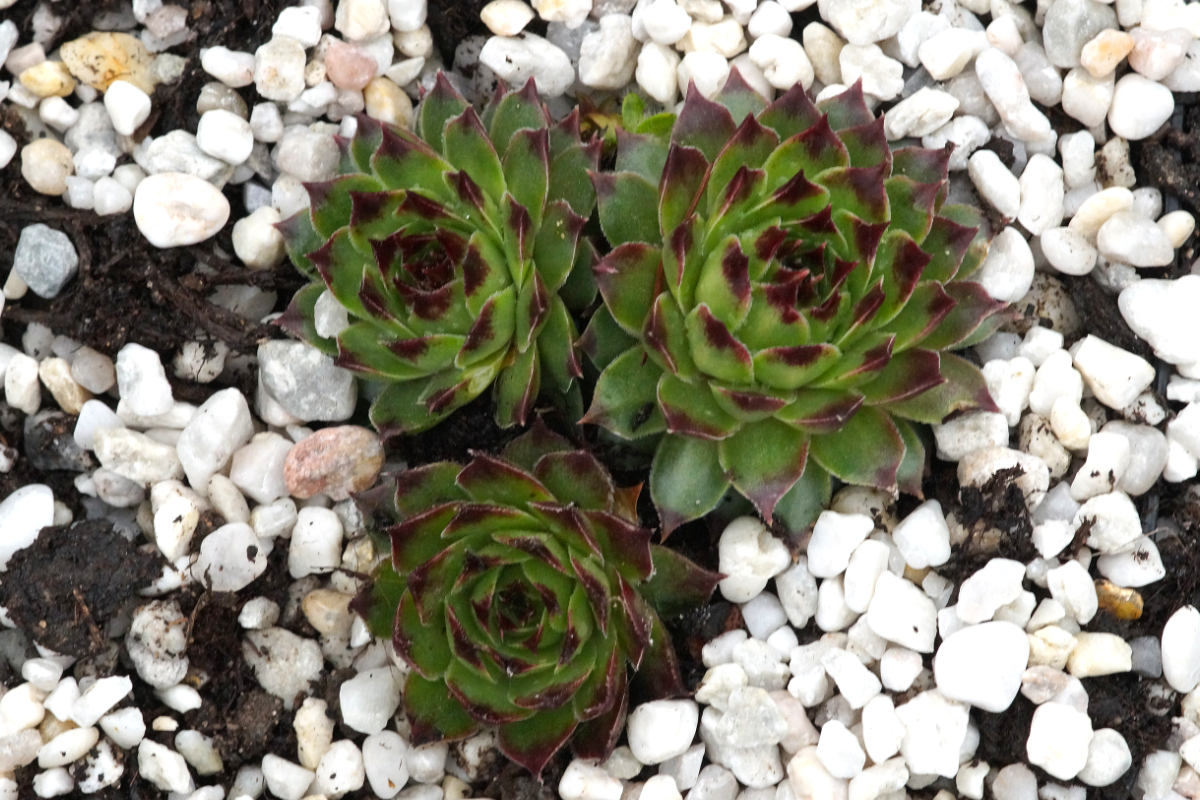 Sempervivum calcareum - Dachwurz, Hauswurz