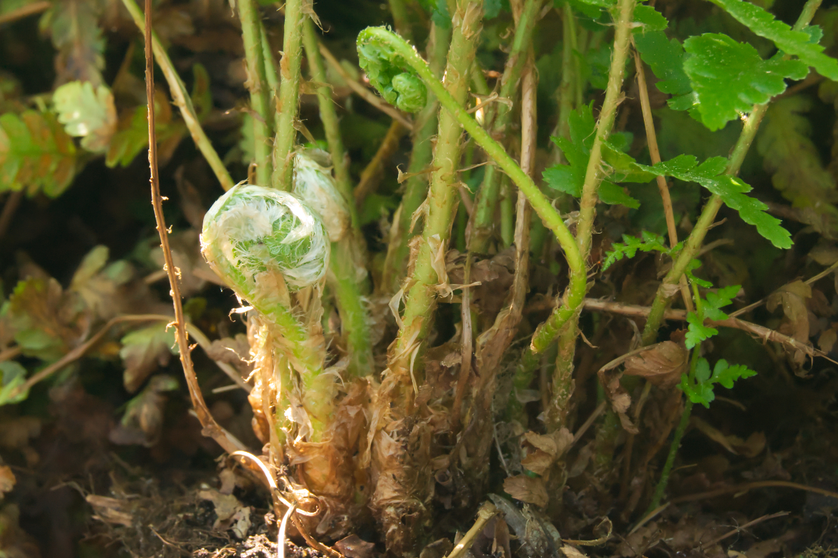 Dryopteris filix-mas gen.