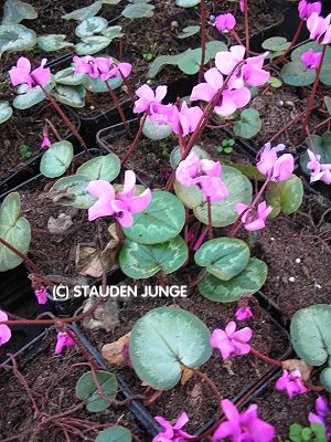 Cyclamen coum 'Rubrum' - Frühlings-Alpenveilchen