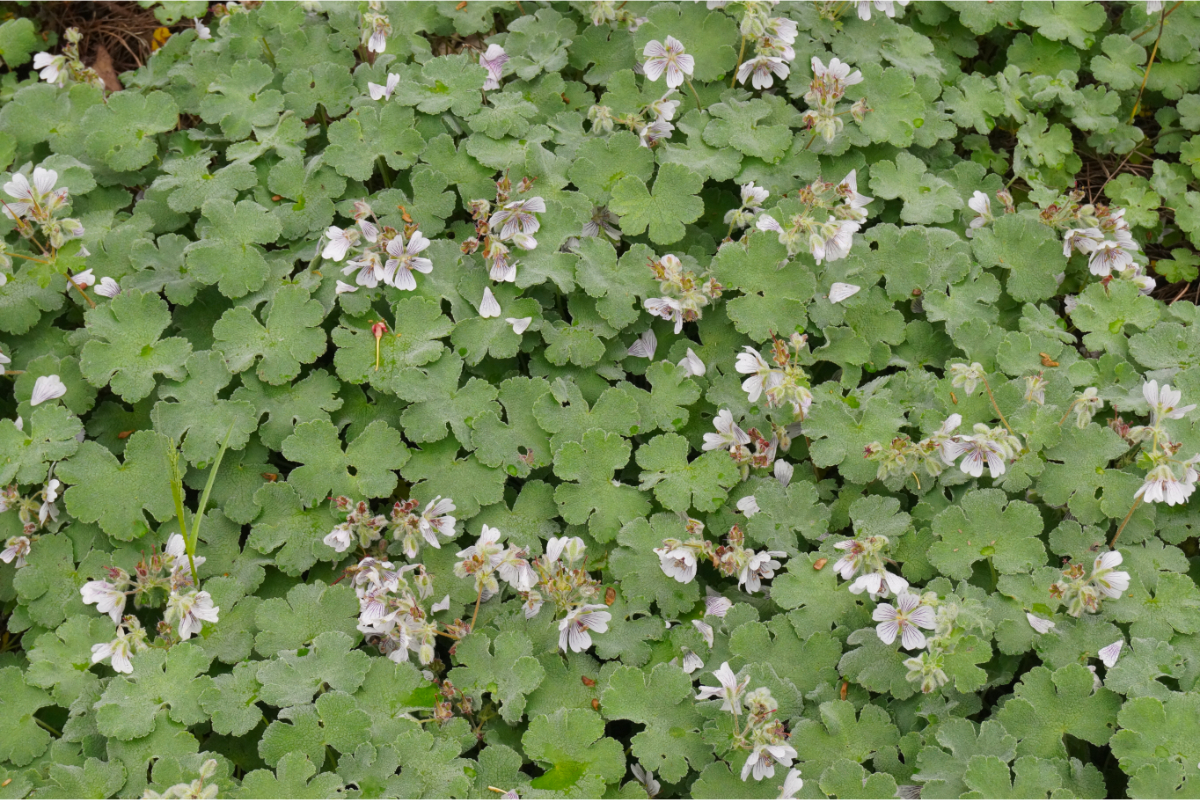 Geranium renardii