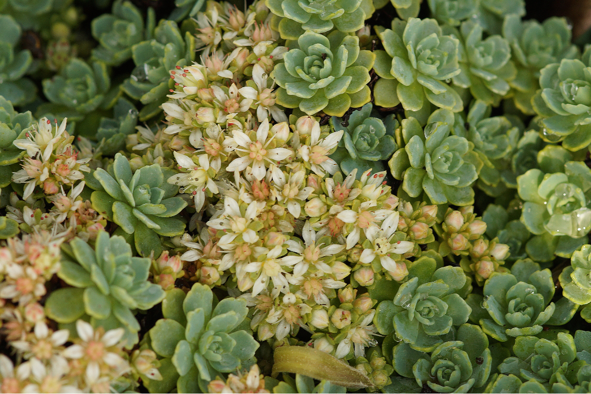 Sedum pachyclados - Flachwachsende Sedum