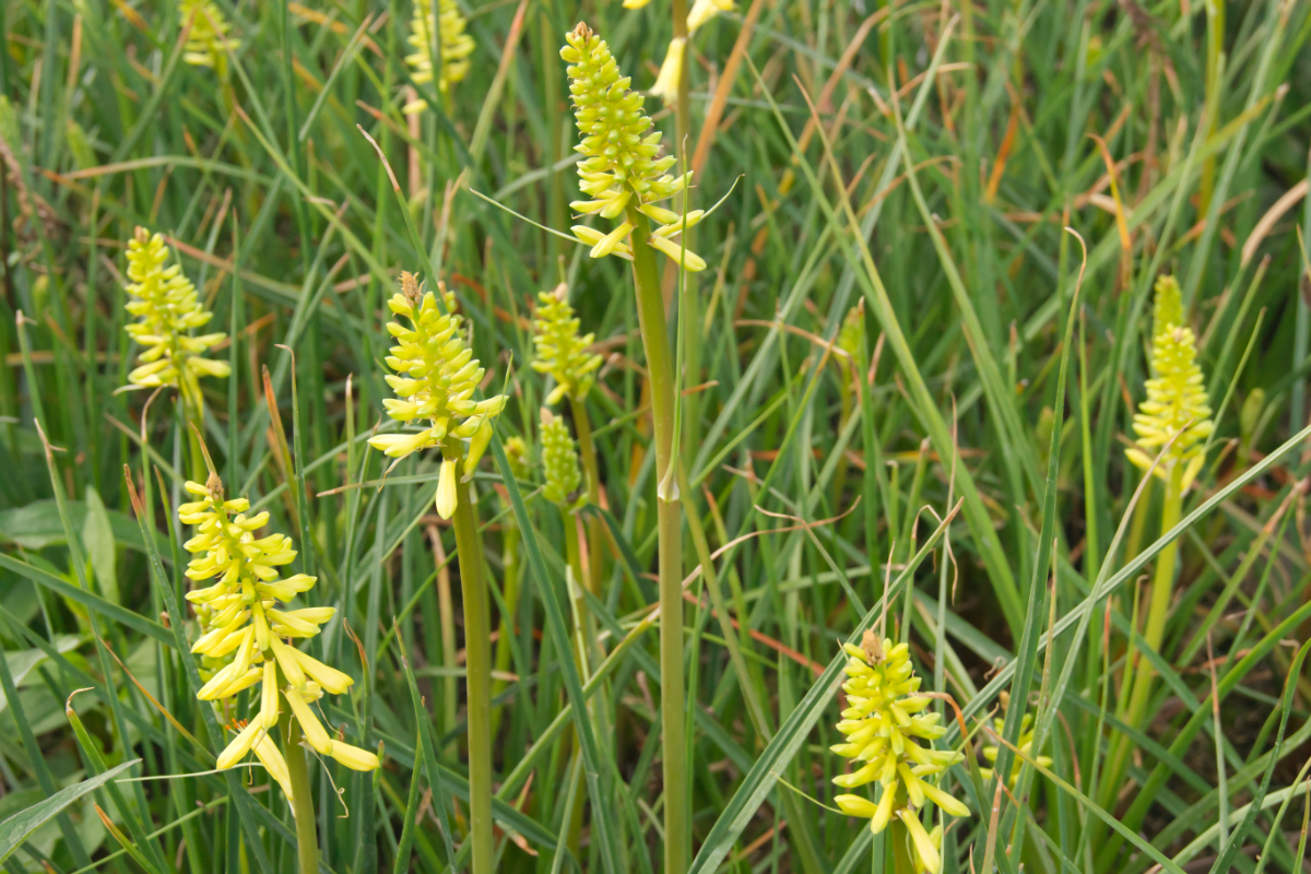 Kniphofia 'Lemon Popsicle' (R)  - Fackellilie