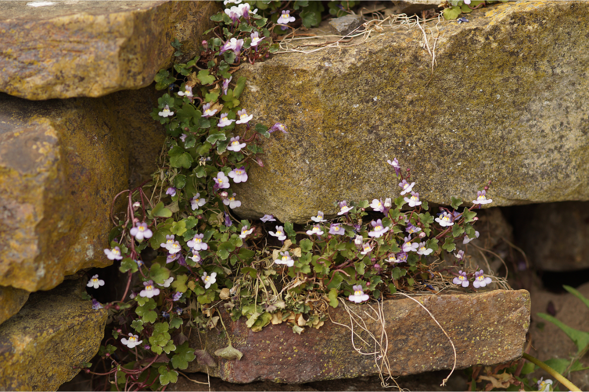 Cymbalaria (Linaria) muralis