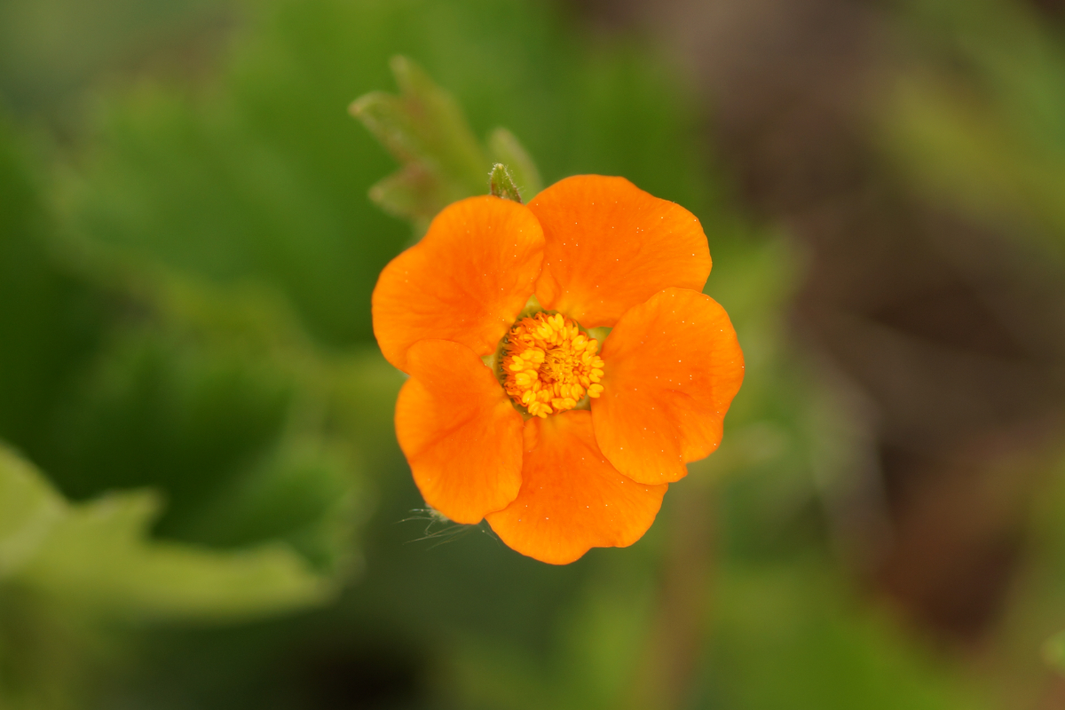Geum coccineum 'Borisii'