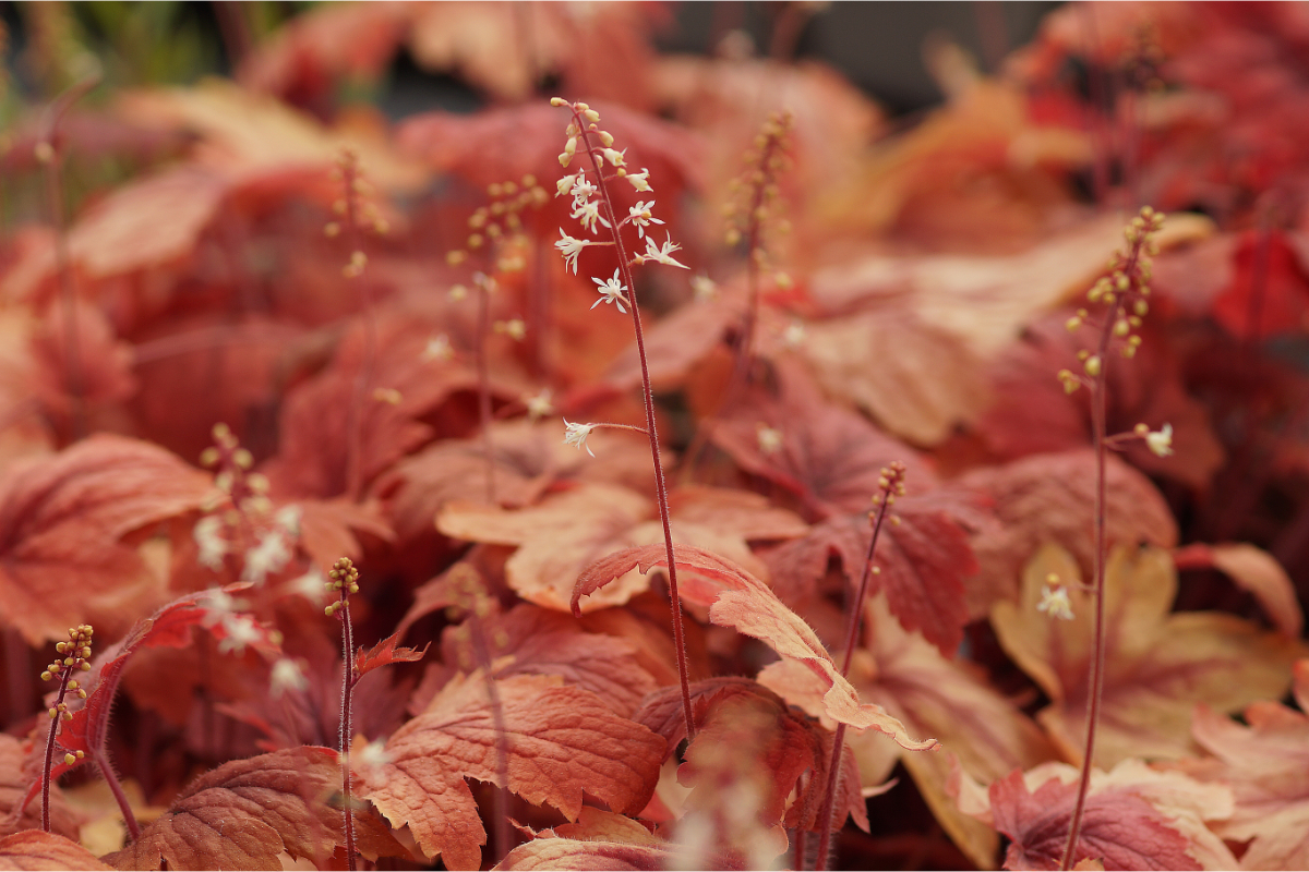 Heucherella Hybride 'Sweet Tea' - Purpurglöckchen