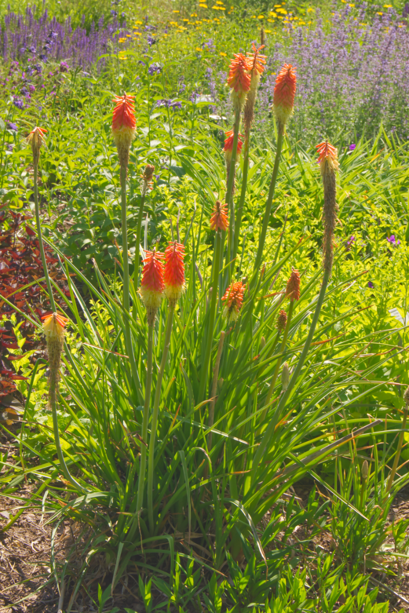 Kniphofia praecox (uvaria 'Grandiflora')