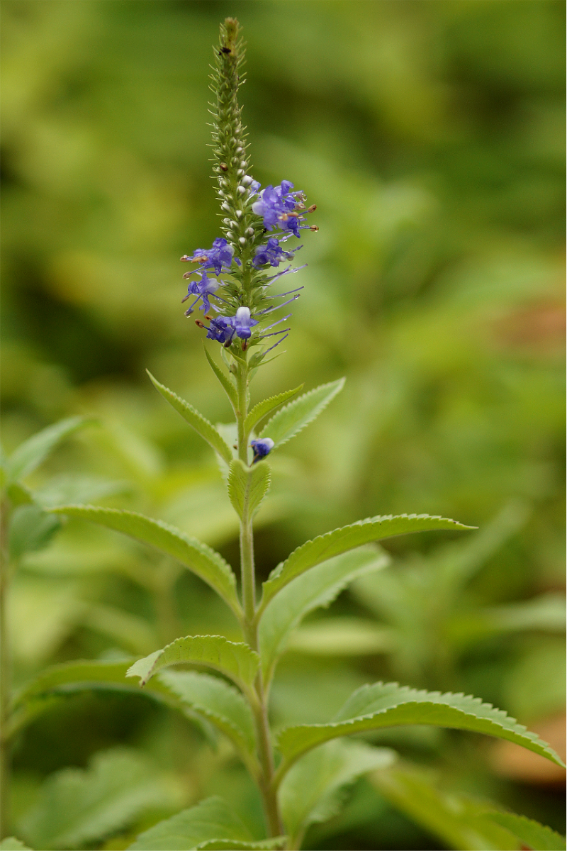 Veronica longifolia - Langblättriger Ehrenpreis