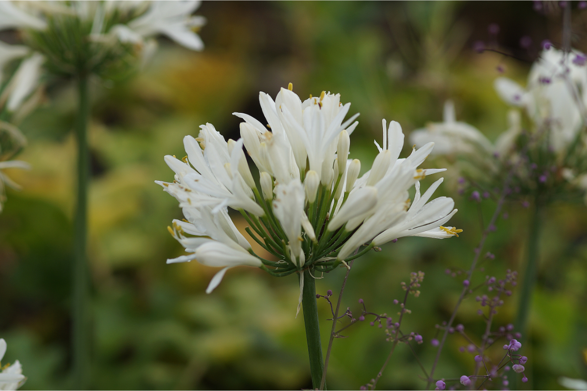 Agapanthus africanus 'Albus'