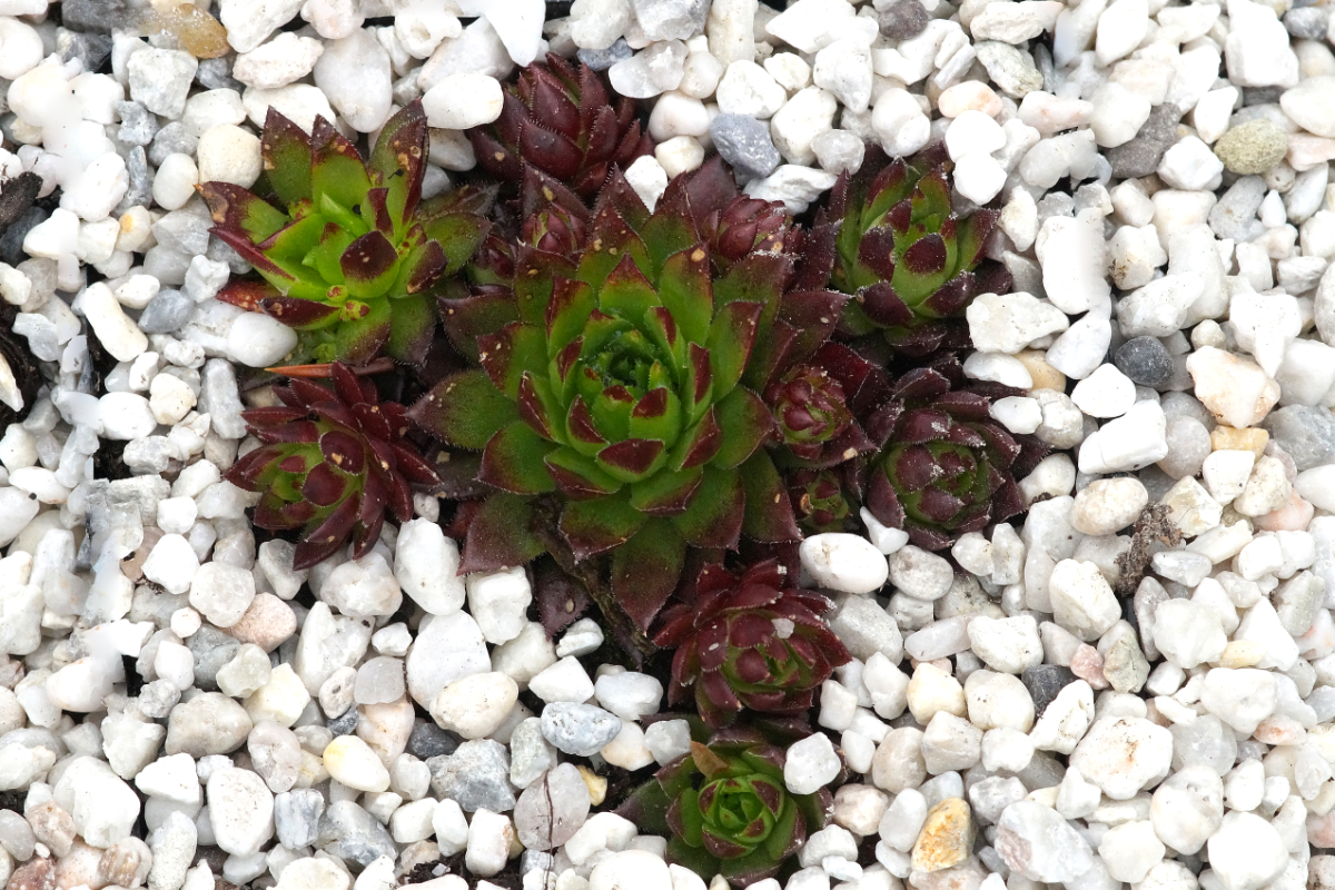 Jovibarba globifera ssp.globifera (sobolifera) - Dachwurz, Hauswurz