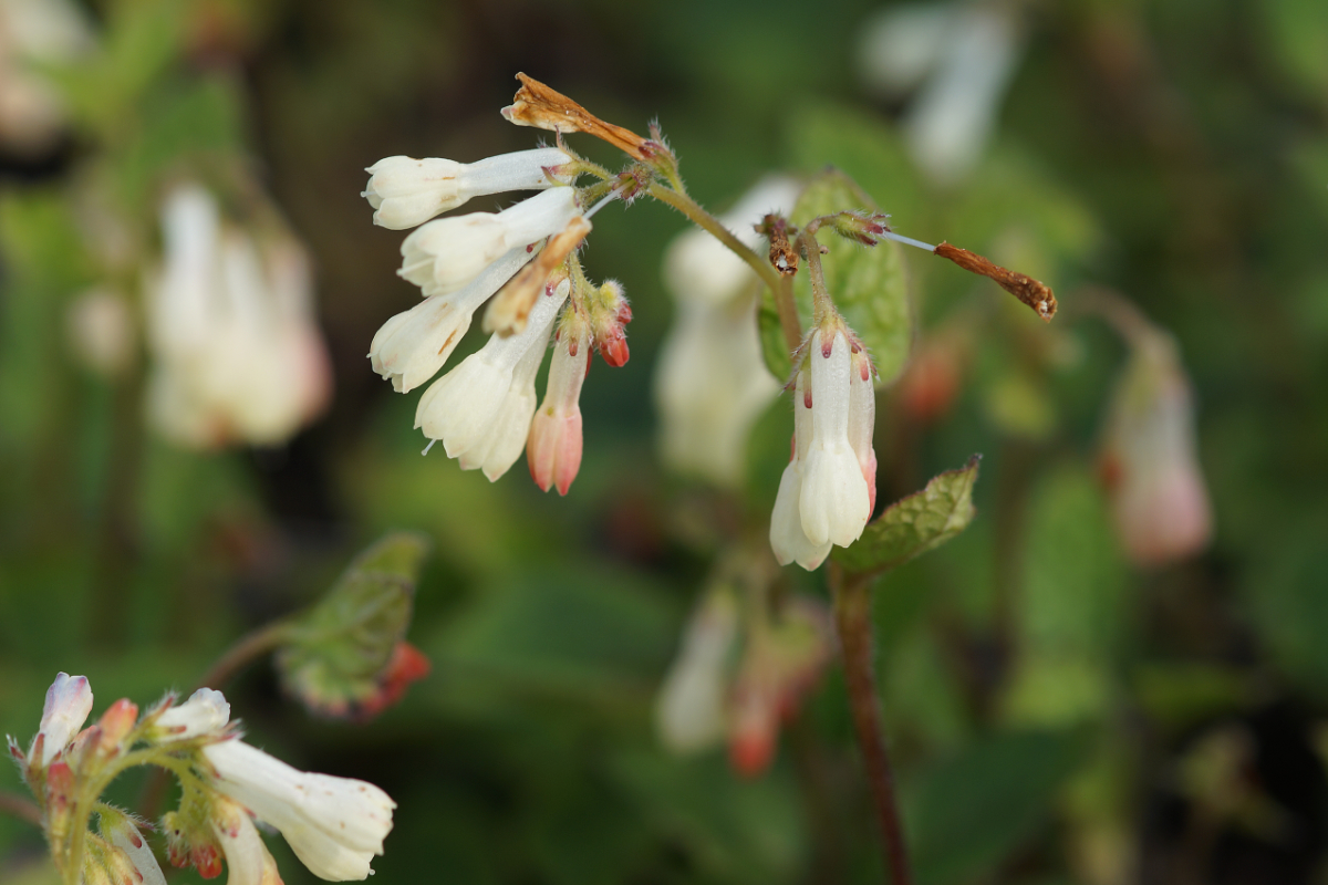 Symphytum grandiflorum - Beinwell
