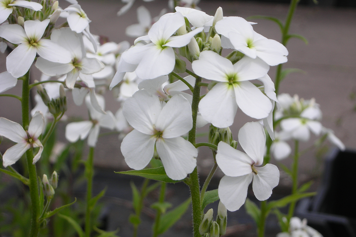 Hesperis matronalis 'Alba'