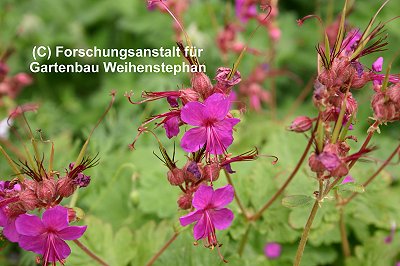 Geranium macrorrhizum 'Czakor' - Balkan-Storchschnabel