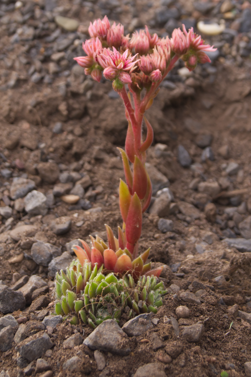 Sempervivum Hybride 'Alpha'