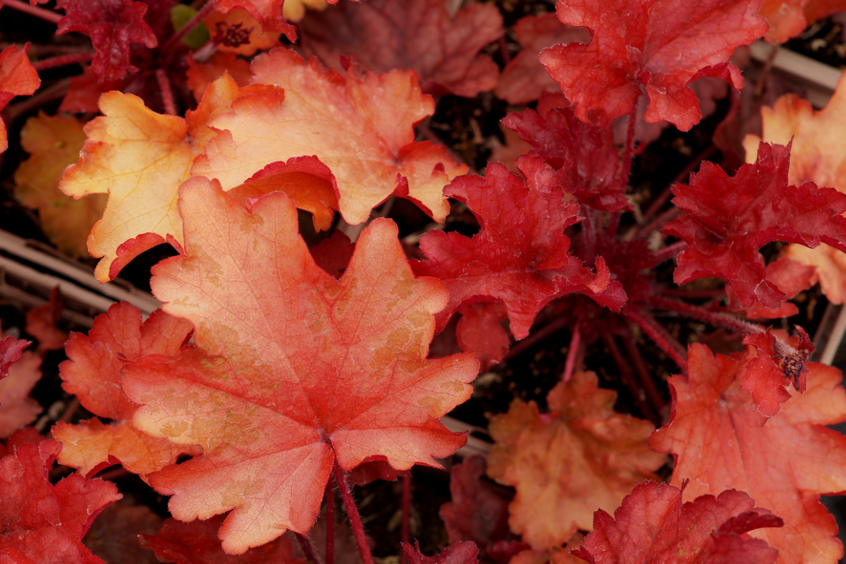 Heuchera Hybride 'Peach Flambe' (R) - Purpurglöckchen