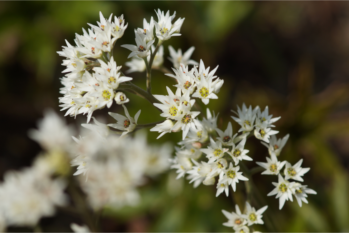 Aceriphyllum (Mukdenia) rossii