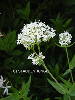 Centranthus ruber 'Albus'