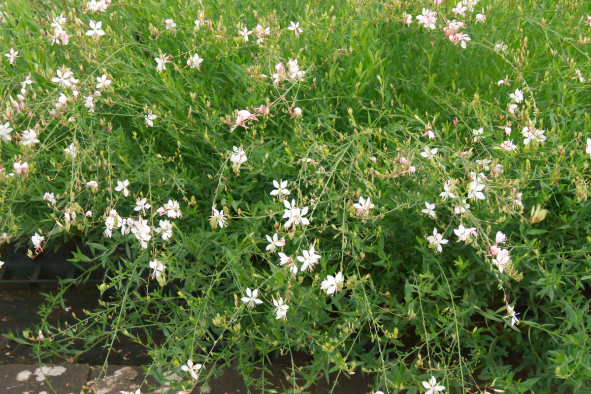 Gaura lindheimeri 'Summer Breeze'