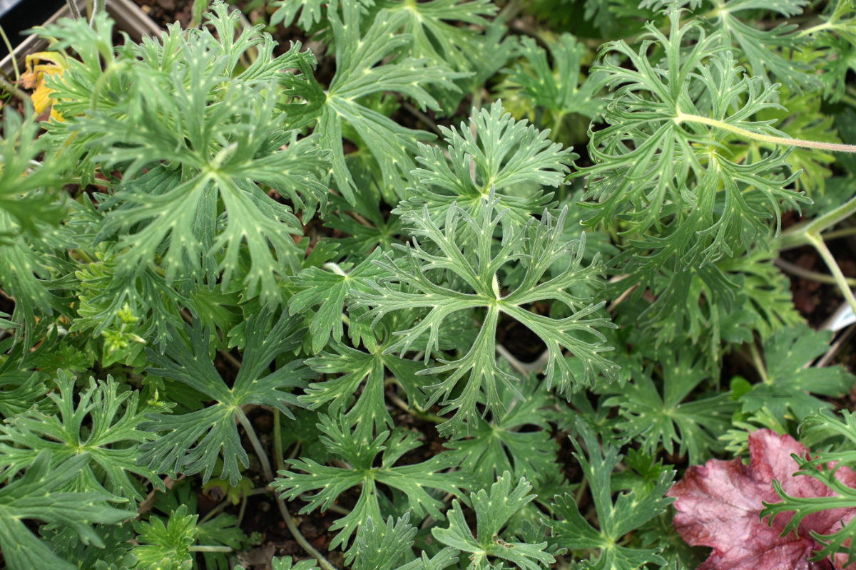 Aconitum barbatum
