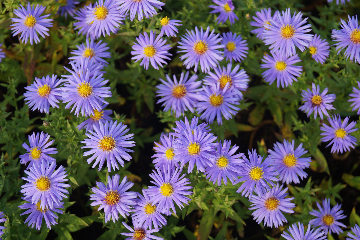 Aster Dumosus-Hybr. 'Prof. Anton Kippenberg' - Kissenaster