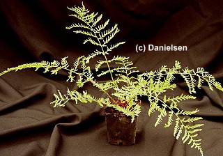 Dryopteris filix-mas 'Linearis Polydactylon' gen.