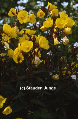 Oenothera fruticosa (tetragona) 'Hohes Licht'