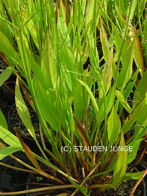 Alisma lanceolatum