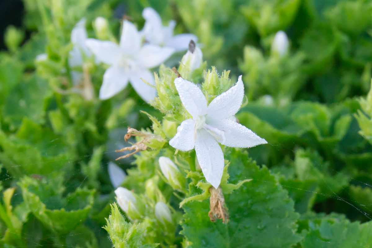 Campanula poscharskyana 'E.H.Frost'