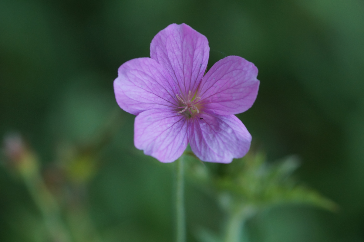 Geranium endressii - Pyrenäen-Storchschnabel