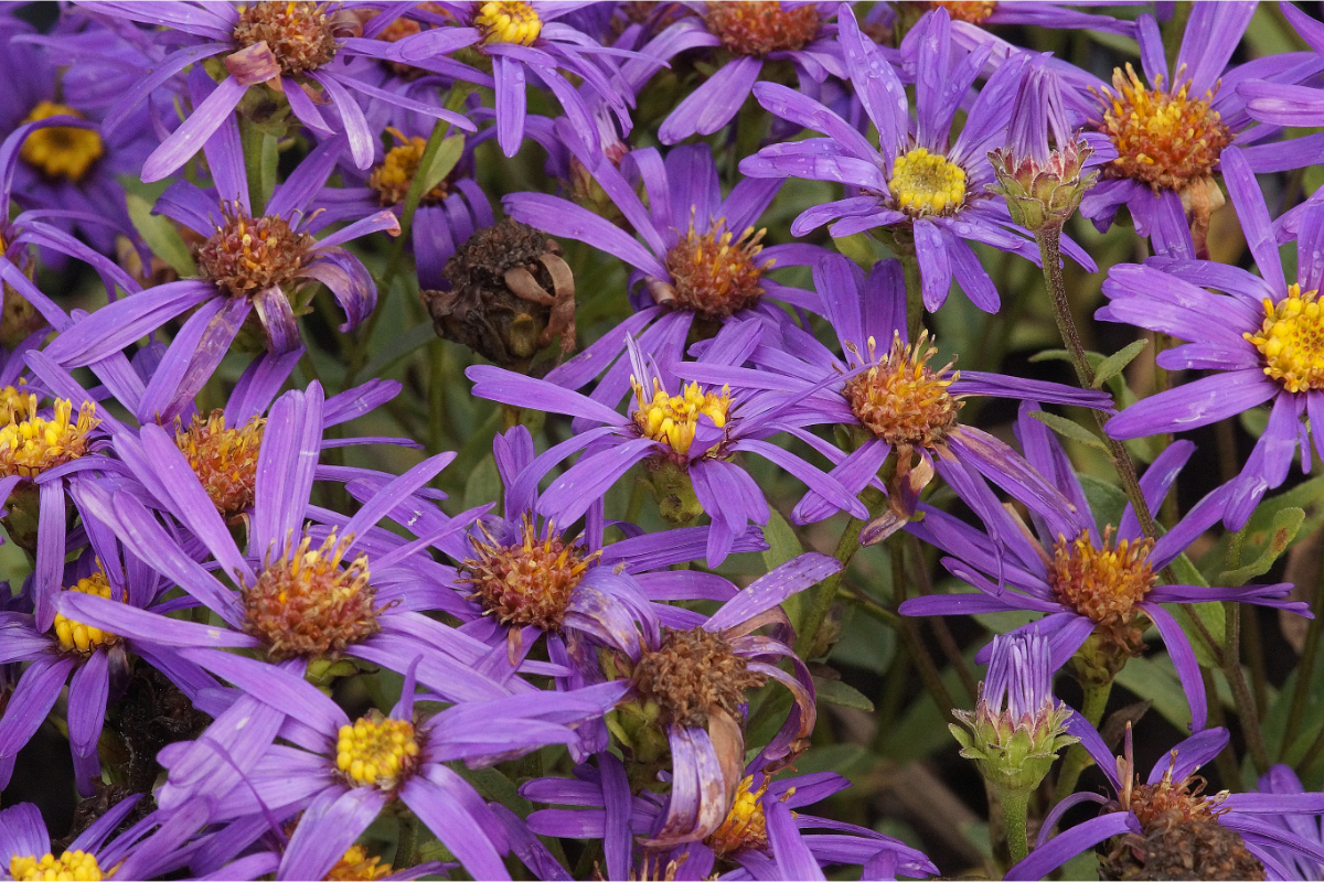 Aster amellus 'Veilchenkönigin' - Sommeraster, Bergaster