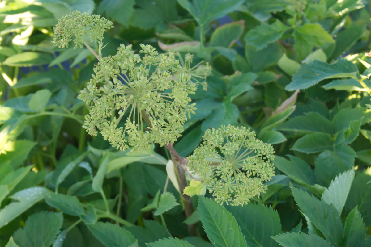 Angelica archangelica - Echte Engelwurz, Brustwurz