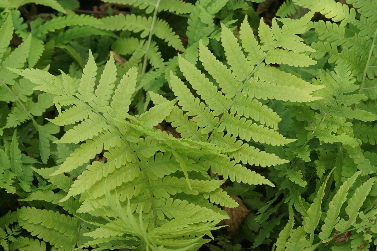 Matteuccia struthiopteris gen. - Trichterfarn