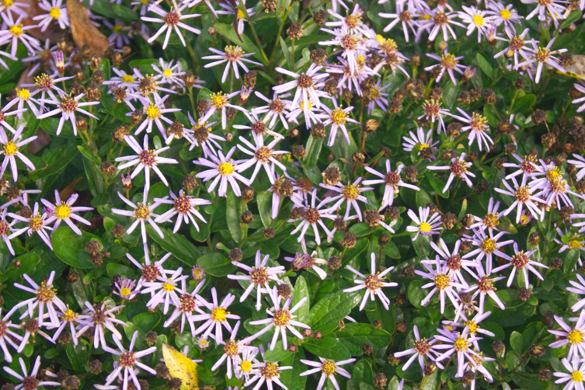 Aster ageratoides 'Adustus Nanus'
