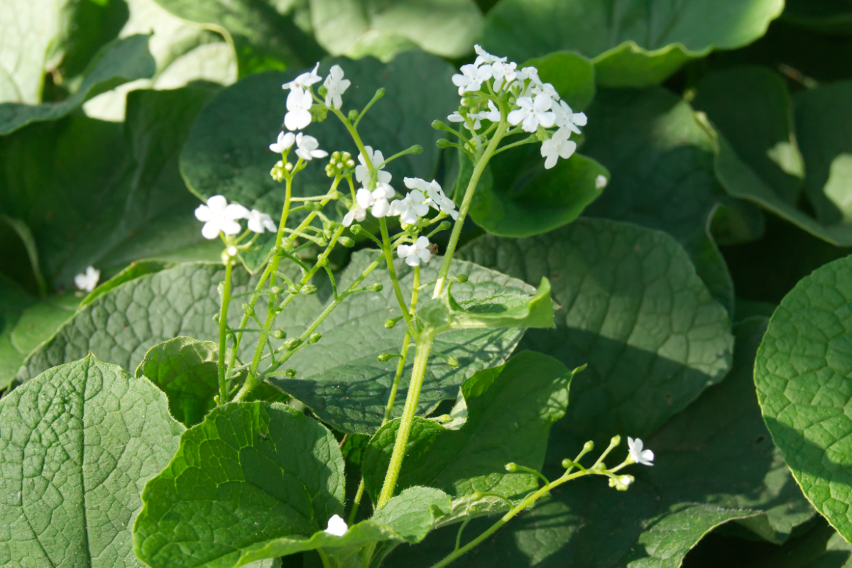 Brunnera macrophylla 'Betty Bowring' - Kaukasus-Vergißmeinnicht