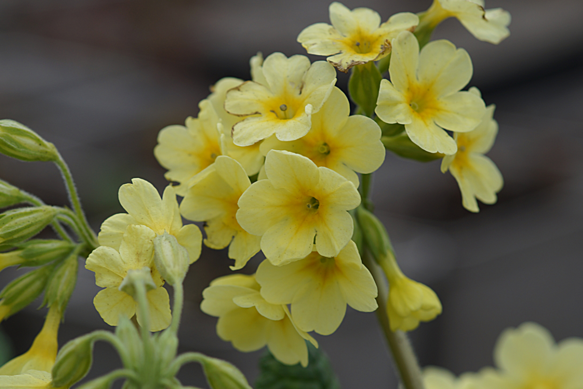 Primula elatior (Wildform) - Wiesen-Himmel-Schlüsselblume