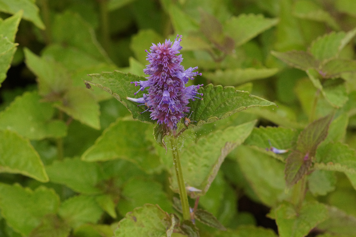 Agastache foeniculum - Duftnessel