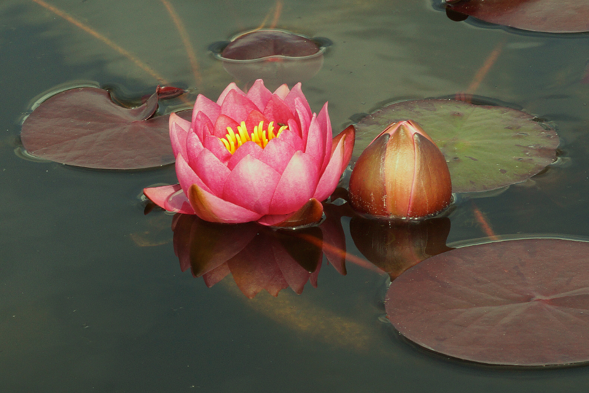 Nymphaea Hybride 'James Brydon'