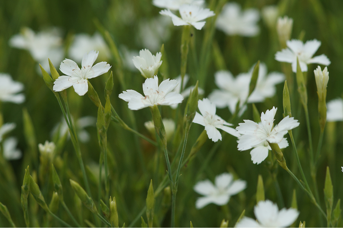Dianthus deltoides 'Albus'
