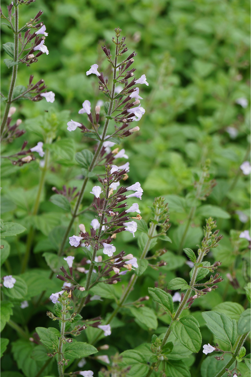 Calamintha nepeta 'Blue Cloud'