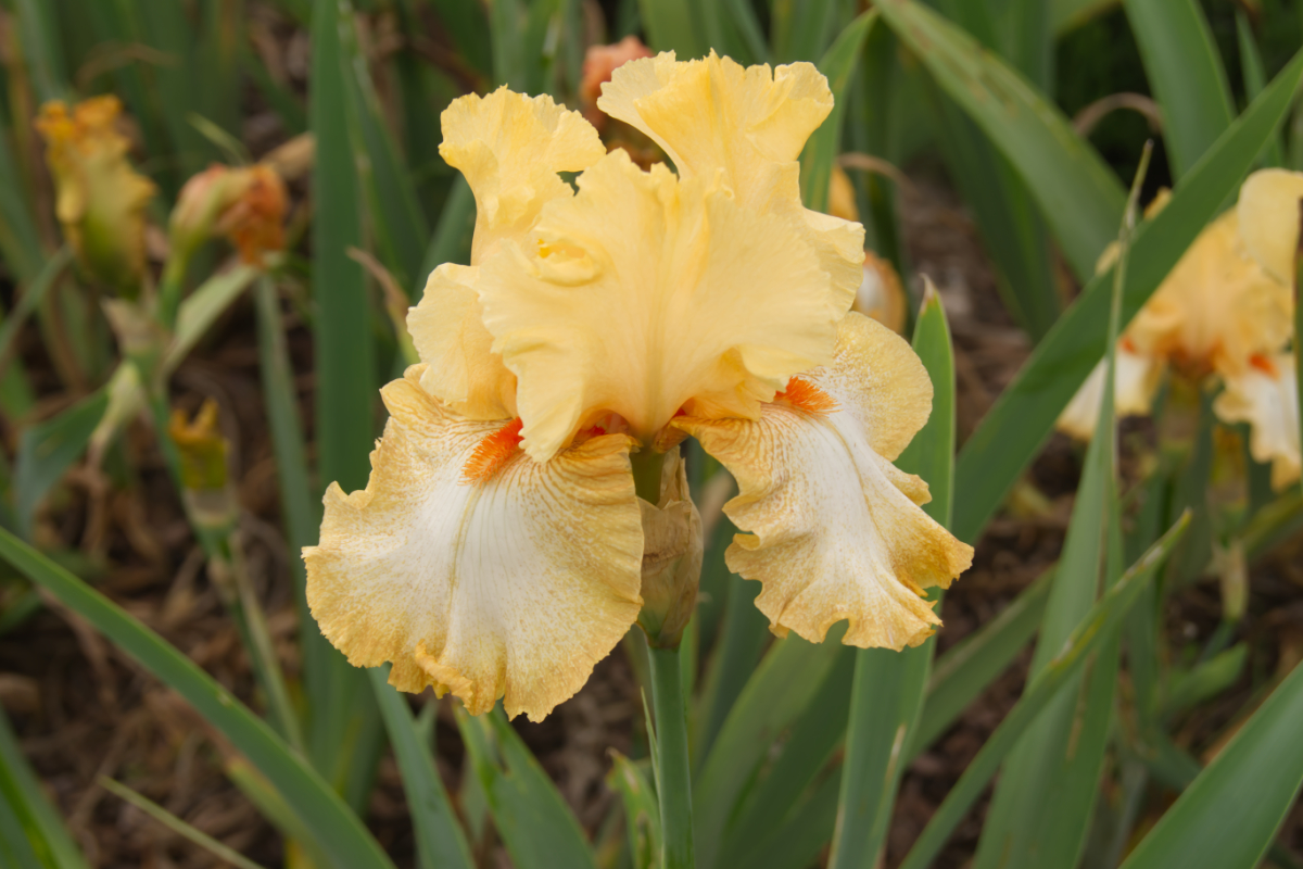 Iris barbata-elatior 'Cheap Frills' - Hohe Bartschwertlilie