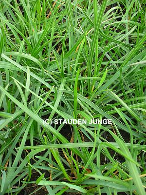 Sesleria heufleriana - Blaugras