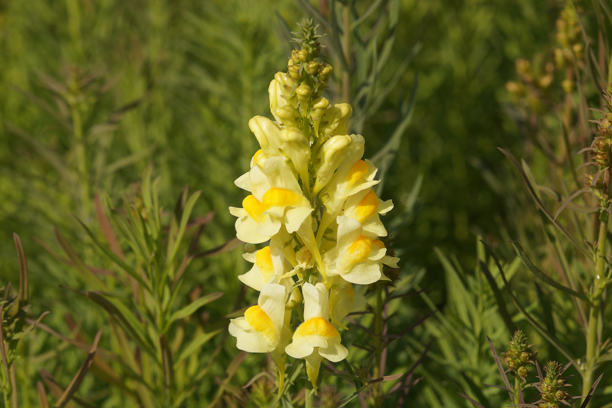 Linaria vulgaris - Gewöhnliches Leinkraut, Gelbes Löwenmäulchen