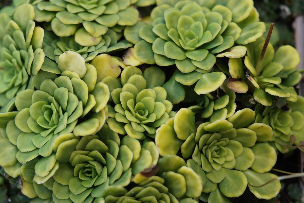 Saxifraga cuneifolia 'Variegata' - Kleiner Schattensteinbrech