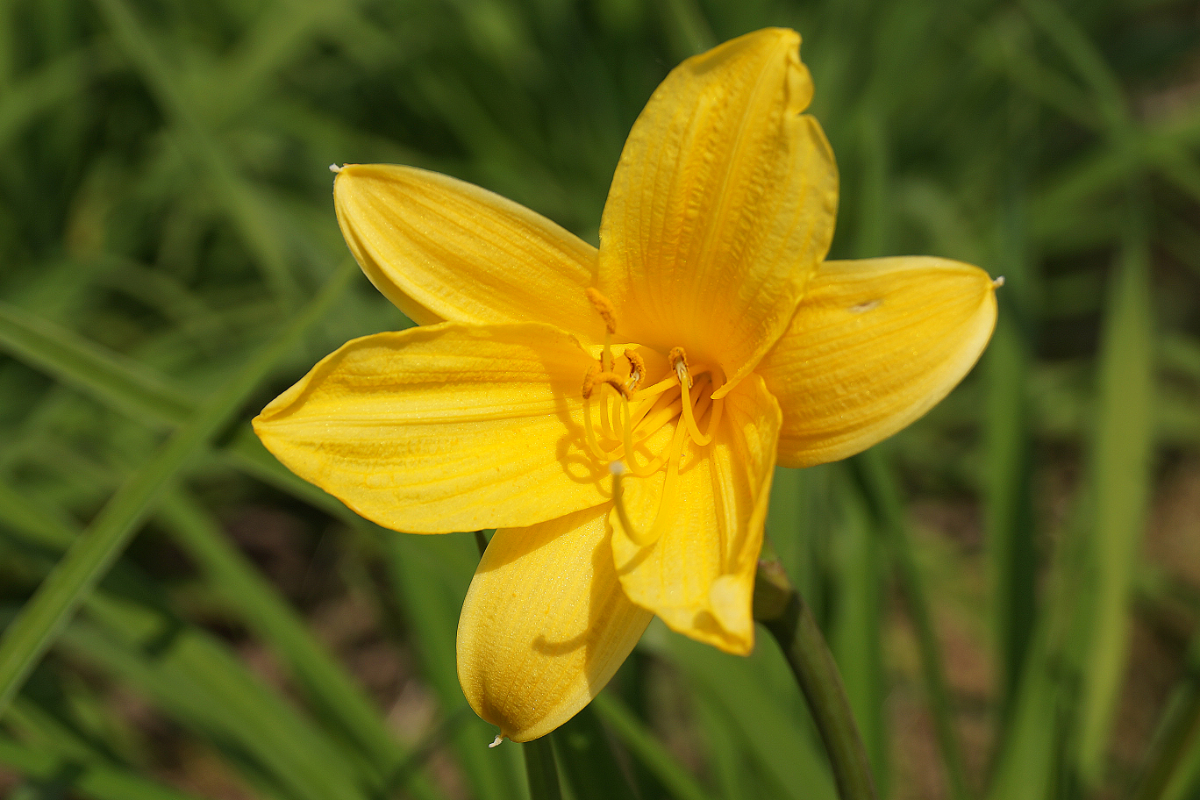 Hemerocallis middendorffii