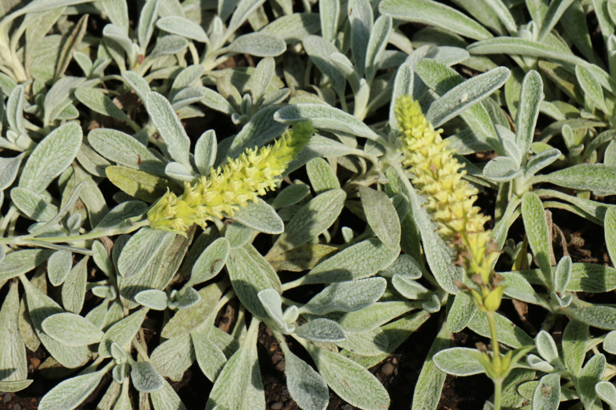 Sideritis syriaca