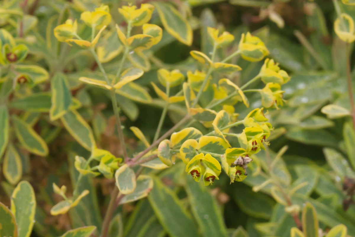 Euphorbia x martinii 'Ascot Rainbow'