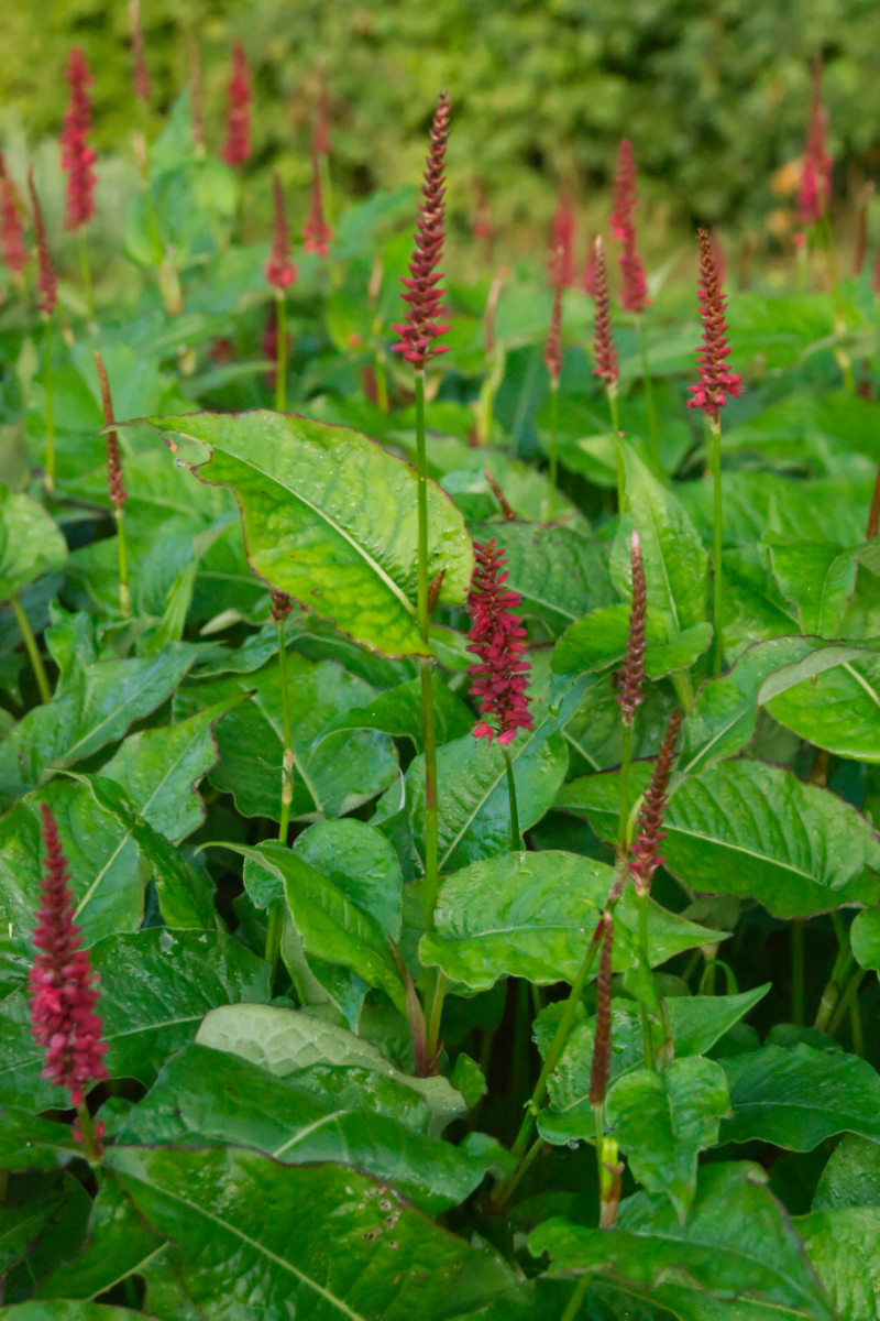 Bistorta amplexicaulis 'Blackfield' (R)
