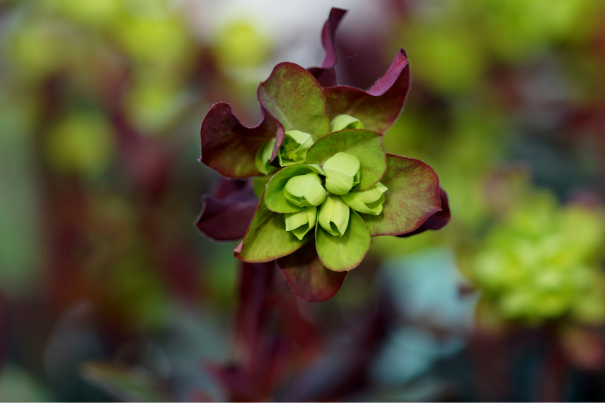 Euphorbia amygdaloides 'Purpurea'