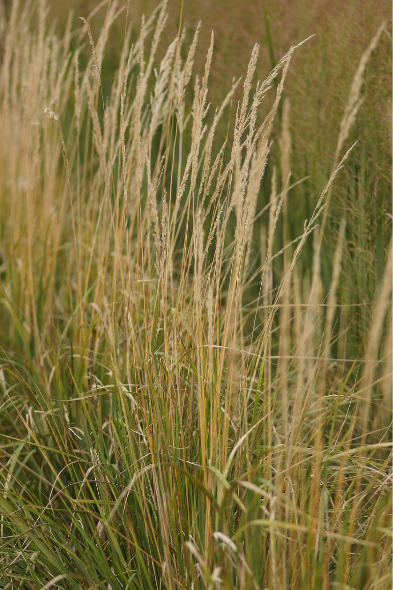 Calamagrostis acutiflora 'Karl Foerster' - Reitgras