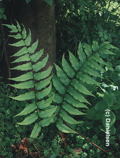 Cyrtomium fortunei gen.